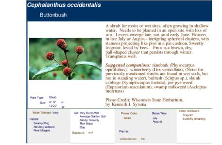 Buttonbush (cephalanthus occidentalis)