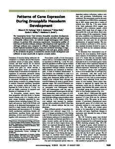 RESEARCH ARTICLE  Patterns of Gene Expression During Drosophila Mesoderm Development Eileen E. M. Furlong,1 Erik C. Andersen,1* Brian Null,1