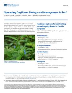 ENH1236  Spreading Dayflower Biology and Management in Turf1 J. Bryan Unruh, Darcy E. P. Telenko, Barry J. Brecke, and Ramon Leon2  Spreading dayflower (Commelina diffusa) is a succulent