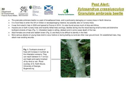 Pest Alert: Xylosandrus crassiusculus Granulate ambrosia beetle   
