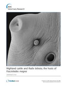 Biology / Animal diseases / Lymnaeidae / Parasites / Helminthiases / Fasciolidae / Radix / Fasciola hepatica / Fascioloides magna / Digenea / Parasitology / Medicine