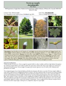 Invasive plant species / Acer platanoides / Flora of Azerbaijan / Flora of Lithuania / Flora of Macedonia / Acer saccharum / Maple / Acer rubrum / Acer lobelii / Flora of the United States / Flora / Ornamental trees