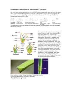 Graminoids (Families Poaceae, Juncaceae and Cyperaceae) One of the most challenging things you will do at DWP is key-out graminoids (grass and grass-like plants). There are three families that you will need to be able to