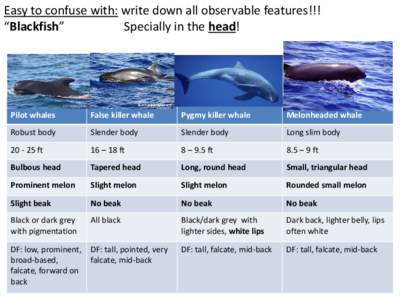 Easy to confuse with: write down all observable features!!! “Blackfish” Specially in the head! Pilot whales
