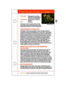 Flowers / Jacobaea vulgaris / Tansy / Senecio / Groundsel / Cinnabar moth / Noxious weed / Asteraceae / Longitarsus jacobaeae / Flora / Asterids / Botany
