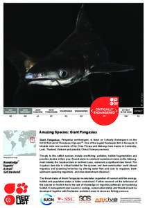 © Zeb Hogan  Amazing Species: Giant Pangasius Giant Pangasius, Pangasius sanitwongsei, is listed as Critically Endangered on the IUCN Red List of Threatened SpeciesTM. One of the largest freshwater fish in the world, it