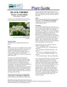 Cherries / Medicinal plants / Prunus / Prunus serotina / Prunus virginiana / Seed / Bird cherry / Prunus avium / Flora of the United States / Flora / Rosids