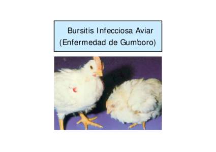 Microsoft PowerPoint - Gumboro_Anemia Infecciosa Aviar[removed]Modo de compatibilidad]