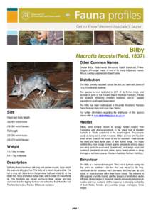 Macrotis / Bilby / Lesser Bilby / Easter Bilby / Mammals of Australia / Metatheria / Peramelemorphs