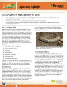 Black Cutworm Management for Corn  Corn seedlings can be clipped by black cutworm (Agrotis ipsilon) larvae, which may result in stand loss and reduced yield potential.  Some corn fields are more susceptible t