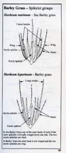 spotting soil salting ack_fp.pdf