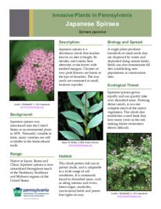 Invasive Plants in Pennsylvania  Japanese Spiraea Spiraea japonica Description: