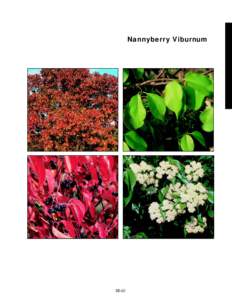Nannyberry Viburnum  slide 33b slide 33a 380% 360%