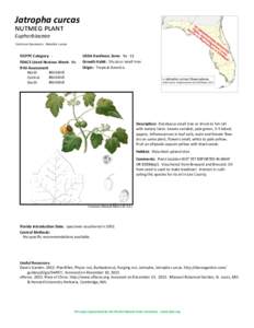Jatropha curcas nutmeg plant Euphorbiaceae Common Synonyms: Manihot curcas  FLEPPC Category: FDACS Listed Noxious Weed: No