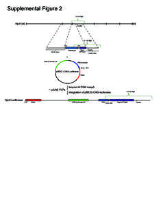 Supplemental Figurekb BglII Hprt (wt)  3’probe