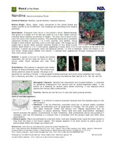Taxonomy / Botany / Bamboo / Berberidaceae / Plant taxonomy / Nandina / Medicinal plants