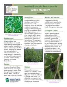 Invasive Plants in Pennsylvania  White Mulberry Morus alba  John M. Randall, The Nature Conservancy