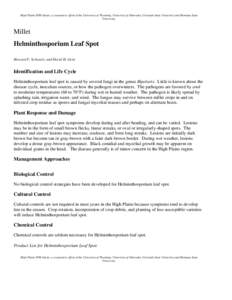 Microsoft Word - HelminthosporiumLeafSpot-Millet.doc