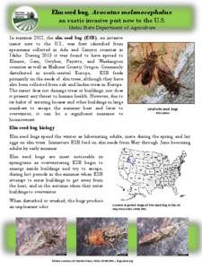 Seed / Pentatomidae / Boxelder bug / Hemiptera / Botany / Biology / Agriculture / Shield bugs / Ulmaceae / Elm