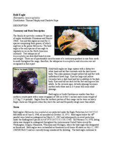 Bald Eagle Haliaeetus leucocephalus Contributors: Thomas Murphy and Charlotte Hope