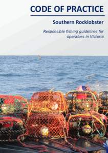 CODE OF PRACTICE Southern Rocklobster Responsible fishing guidelines for operators in Victoria  SOUTHERN ROCKLOBSTER IDENTIFICATION