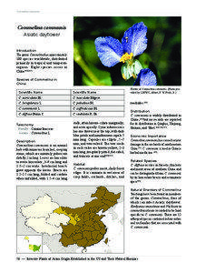 Commelina communis  Commelina communis