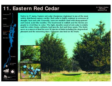 11. Eastern Red Cedar Chambly Canal Native in 37 states, Eastern red cedar (Juniperus virginiana) is one of the most widely distributed eastern conifer. Red cedar is highly resistant to extremes of drought, heat and cold