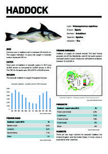 Haddock (Melanogrammus aeglefinus)