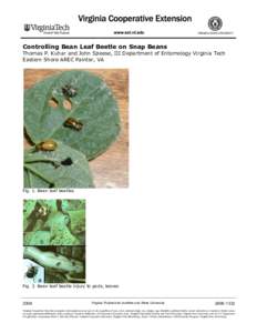 Controlling Bean Leaf Beetle on Snap Beans Thomas P. Kuhar and John Speese, III Department of Entomology Virginia Tech Eastern Shore AREC Painter, VA Fig. 1. Bean leaf beetles.