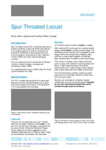 FACTSHEET  Spur Throated Locust Simon Oliver, Agricultural Protection Officer, Orange  Introduction