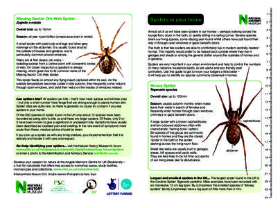 Araneomorphae / Arachnids / Spiders of Australia / Spiders / Steatoda / Spider web / Spider / Steatoda grossa / Latrodectus / Phyla / Protostome / Venomous spiders