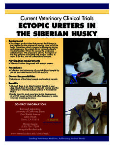 Current Veterinary Clinical Trials  ECTOPIC URETERS IN THE SIBERIAN HUSKY ■■