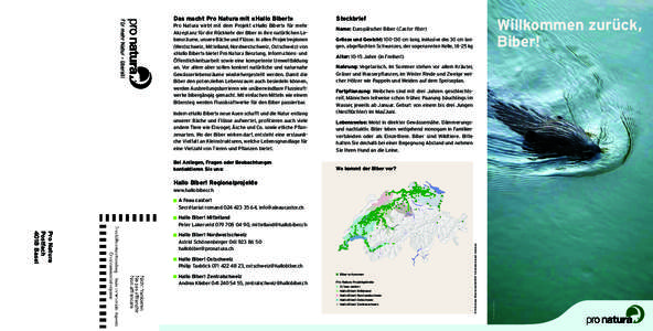 Das macht Pro Natura mit «Hallo Biber!» Pro Natura wirbt mit dem Projekt «Hallo Biber!» für mehr Akzeptanz für die Rückkehr der Biber in ihre natürlichen Lebensräume, unsere Bäche und Flüsse. In allen Projektr