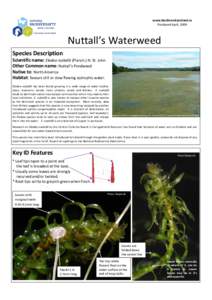 www.biodiversityireland.ie Produced April, 2009 Nuttall’s Waterweed Species Description Scientific name: Elodea nuttallii (Planch.) H. St. John