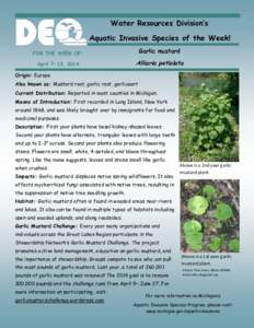 Water Resources Division’s Aquatic Invasive Species of the Week! FOR THE WEEK OF: Garlic mustard