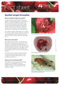 Fact sheet Spotted winged drosophila What is Spotted winged drosophila? The preferred hosts for SWD eggs to lay in healthy fruit include a range of berries, cherries, nectarines,