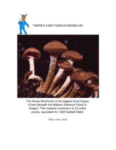 THERE’S A BIG FUNGUS AMONG US!  The Honey Mushroom is the biggest living fungus. It lives beneath the Malheur National Forest in Oregon. This massive mushroom is 3.5 miles across, equivalent to 1,665 football fields!
