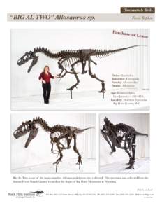 Dinosaurs & Birds  “BIG AL TWO” Allosaurus sp. Fossil Replica