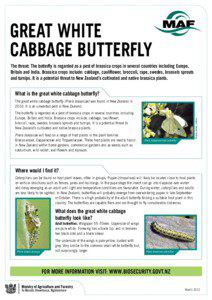 Pieris brassicae / Pieris rapae / Cabbage / Butterfly / Caterpillar / Brassica / Cabbage worm / Pontia protodice / Lepidoptera / Pieris / Agricultural pest insects