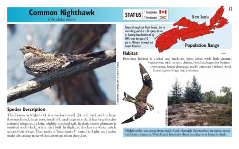 Common Nighthawk  STATUS Chordeiles minor