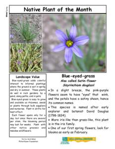 Blue-eyed-grass - Winter&Spring