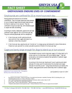 GREYHOUNDS ENDURE LIVES OF CONFINEMENT Greyhounds are confined for 20 or more hours each day Racing greyhounds endure lives of terrible