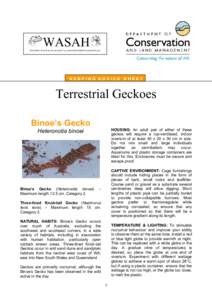 WASAH WESTERN AUSTRALIAN SOCIETY of AMATEUR HERPETOLOGISTS (Inc) KEEPING ADVICE SHEET  Terrestrial Geckoes