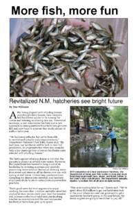 More fish, more fun  Revitalized N.M. hatcheries see bright future By Dan Williams  A