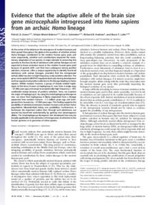 Evidence that the adaptive allele of the brain size gene microcephalin introgressed into Homo sapiens from an archaic Homo lineage Patrick D. Evans*†‡, Nitzan Mekel-Bobrov*†‡, Eric J. Vallender*†‡, Richard R.