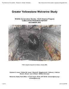 The Wolverine Foundation - Research, Greater Yellowstone Wolverine Program