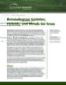 EBermudagrass Varieties, Hybrids, and Blends for Texas Bermudagrass (Cynodon dactylon) is a warm-season perennial forage that