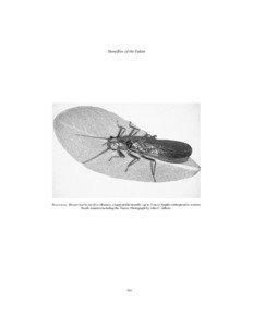 Stoneflies of the Yukon  FRONTISPIECE. Hesperoperla pacifica (Banks), a large perlid stonefly (up to 3 cm in length) widespread in western