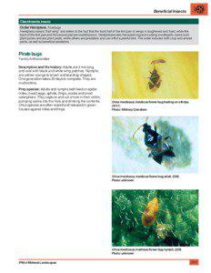 Orius / Anthocoridae / Thrips / Spider mite / Hemiptera / Phyla / Protostome