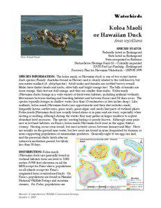 Hawaiian Duck / Zoology / Geography of the United States / James Campbell National Wildlife Refuge / Hanalei National Wildlife Refuge / Mallard / Wetland / Huleia National Wildlife Refuge / Endemic birds of Hawaii / Anas / Ducks / Ornithology
